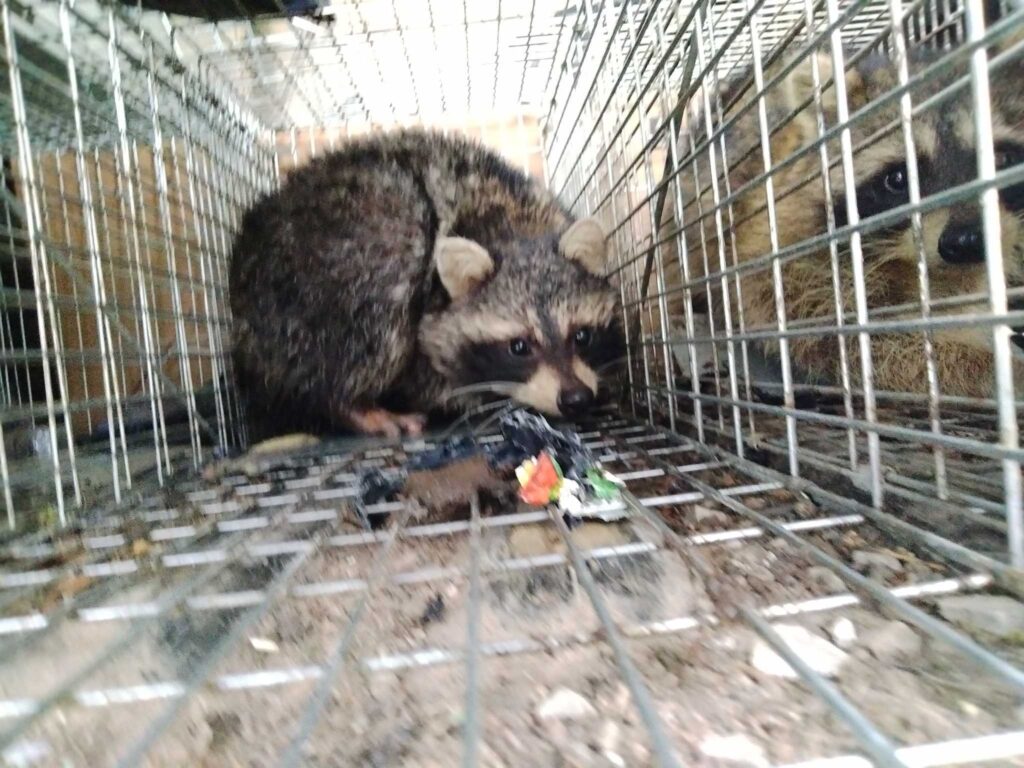 Wildlife Removal Colon