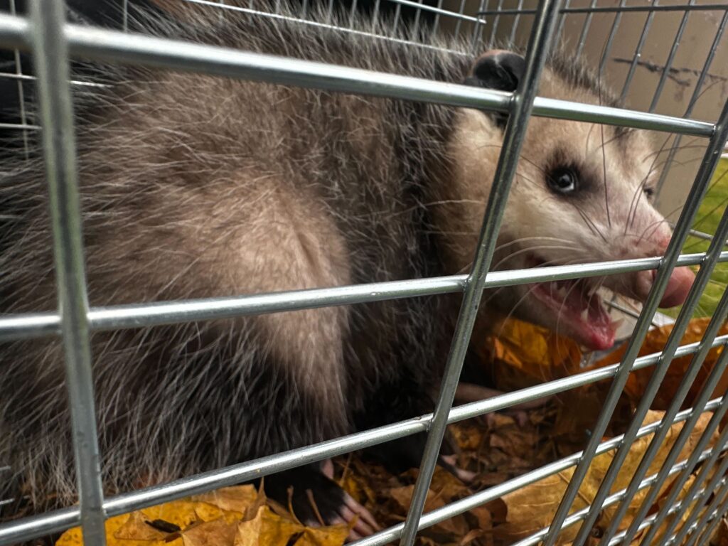 Wildlife Removal Colon