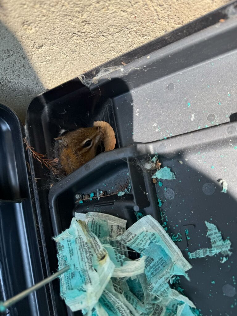 Wildlife Removal Colon
