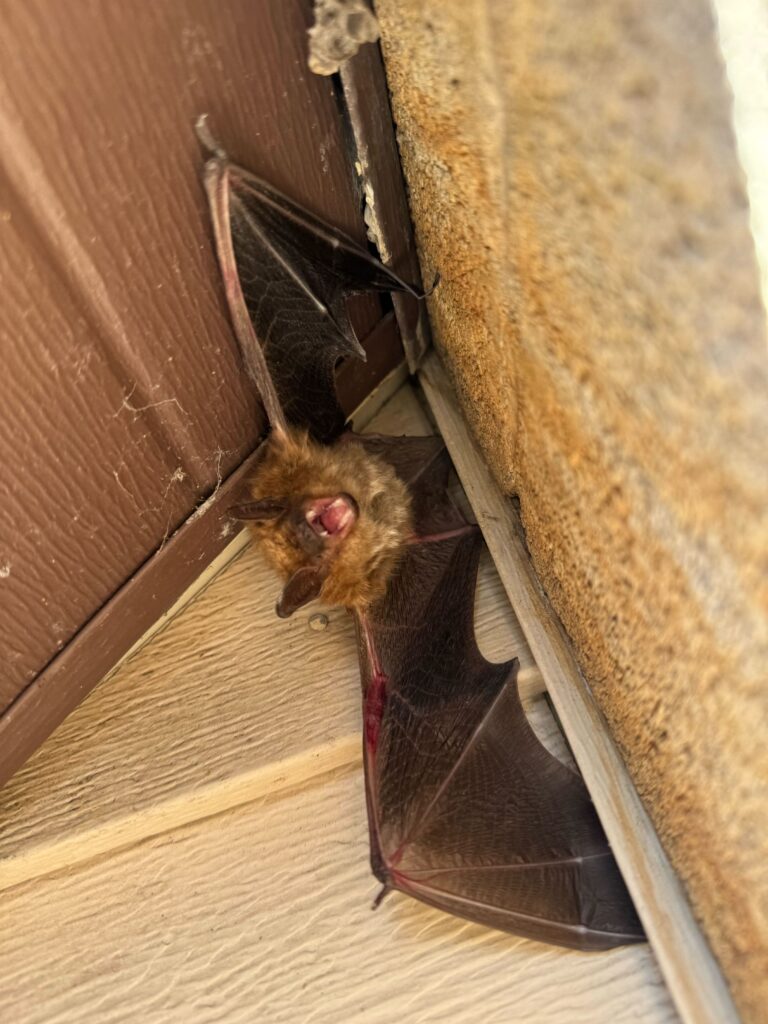Wildlife Removal Colon