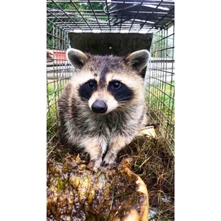 Wildlife Removal Colon
